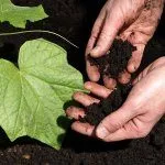 Рыхлить почву