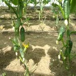 Кусты огурцов