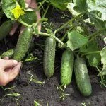 Огурец на ветке