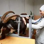 Ветеринар осматривает козла