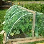 Огурцы в теплице