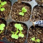 Рассада Пак-чой