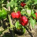 Перец Ратунда на кусте