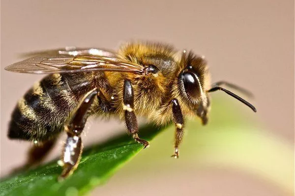 Пчела на листке