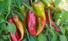Урожай перца Какаду