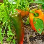 Перец Какаду на кусте