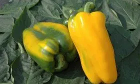 Плоды перца Джемини