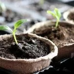 рассада перца в торфяных горшочках