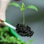 Пикированная рассада перца