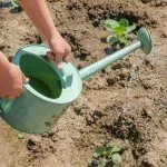 Полив капусты водой с йодом