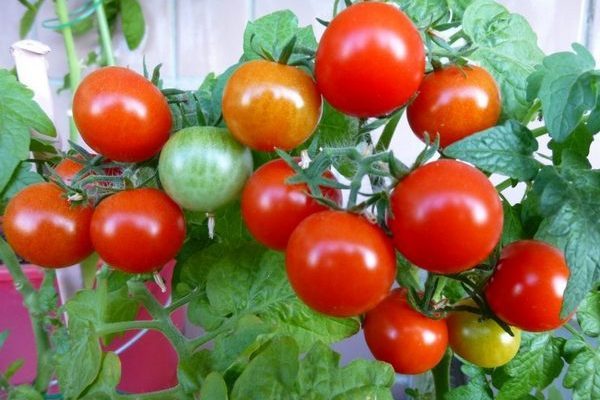 pomidor-pinokio2.jpg