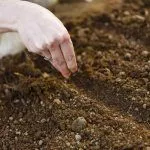 Посев семян в открытый грунт
