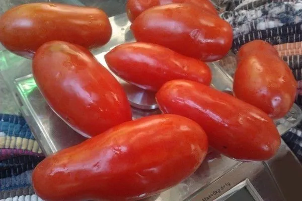 Дамские пальчики томат