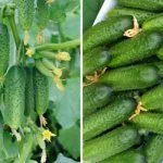 Всем на зависть