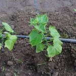 Прополка огурцов