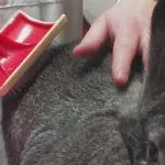 Расчесывание кролика