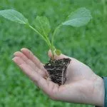 Рассада капусты