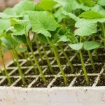 Рассада огурцов