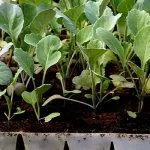 Рассада капусты