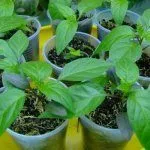 Рассада сладкого перца