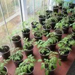 Рассада томатов