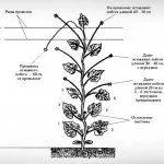 Формирование куста огурца