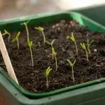 Проращивание семян перца на рассаду