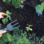 Рыхление огурцов