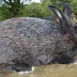 Черно-бурый кролик