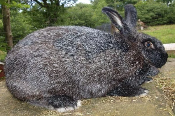 Кролик Черно-бурый: описание и характеристики породы, уход, разведение и отзывы