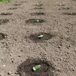 Посадка огурцов в грунт