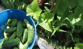Сбор огурцов