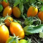 Урожай томатов Золотой поток