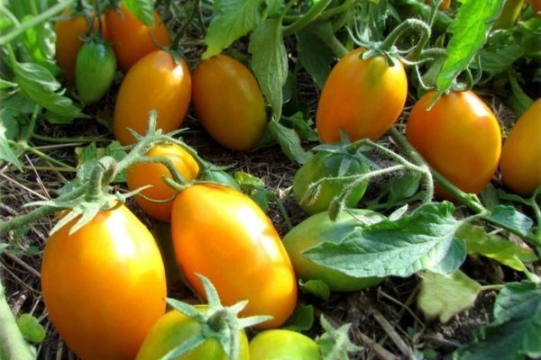 Урожай томатов Золотой поток