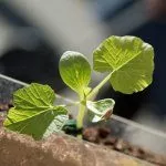 Саженец огурца