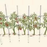 Как подвязать помидоры к шпалере