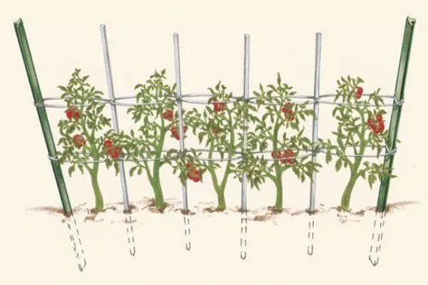 Как подвязать помидоры к шпалере