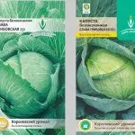 Семена капусты Слава Грибовская 231