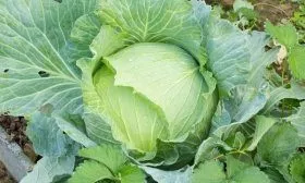 Капуста Слава