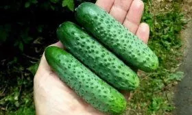 Гибридный сорт Герман