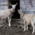 Сарай для коз