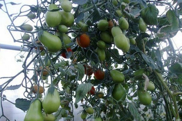 tomaty-sozrevaut.jpg