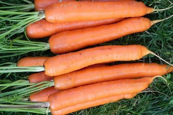 Морковь сорт Тушон