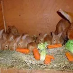 Кормление кролей