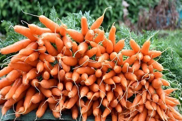 Морковь Королева осени: характеристика, описание сорта, отзывы, фото, достоинства и недостатки, особенности выращивания