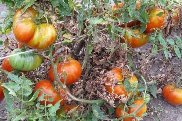 Что не хватает томатам по листьям с фото и описанием
