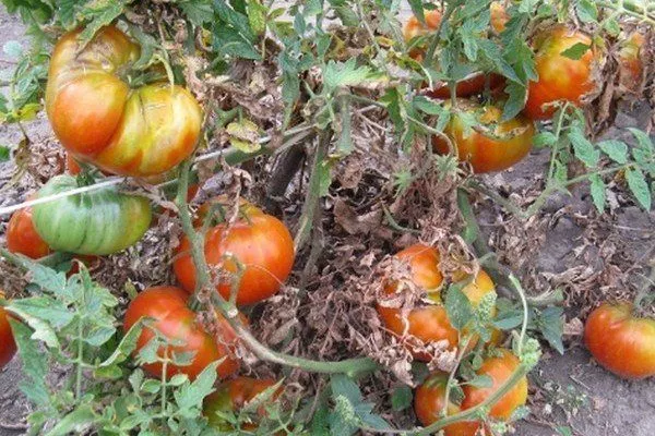 Сухие листья томатов