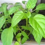 Рассада перца