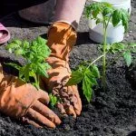 Высадка рассады томатов в грунт