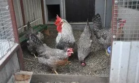 Куры Легбар